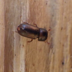 Trypodendron