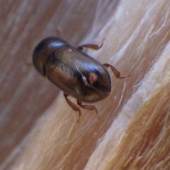 Trypodendron