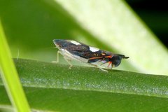 Diedrocephala variegata