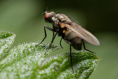 Muscoidea