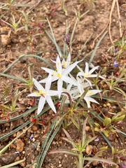 Leucocrinum montanum