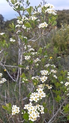 Spiraea hypericifolia obovata