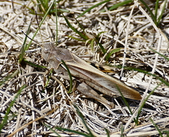 Pardalophora apiculata