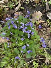 Viola sororia
