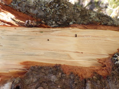 Trypodendron