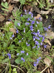 Viola sororia
