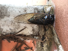 Cryptotympana mandarina