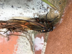 Cryptotympana mandarina