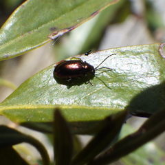 Altica kalmiae