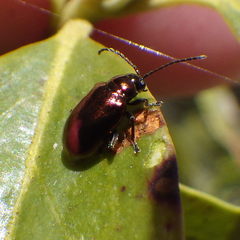Altica kalmiae