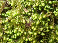 Solenostoma gracillimum