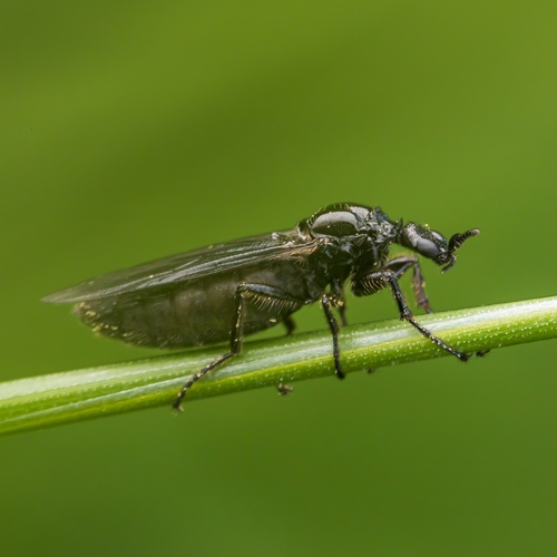 Fever Fly