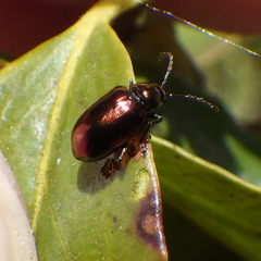 Altica kalmiae