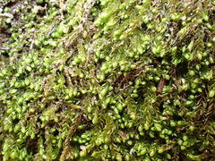 Solenostoma gracillimum