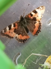 Aglais urticae