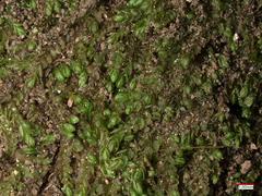 Solenostoma gracillimum