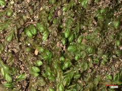 Solenostoma gracillimum