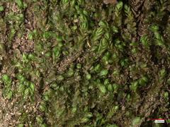 Solenostoma gracillimum