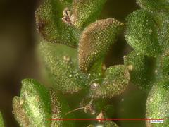 Solenostoma gracillimum