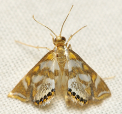 Chrysendeton medicinalis
