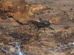 Callobius claustrarius