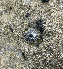 Siphonaria normalis
