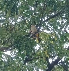 Pycnonotus aurigaster