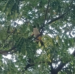 Pycnonotus aurigaster