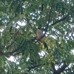 Pycnonotus aurigaster