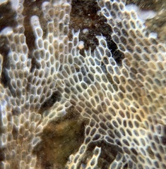 Conopeum tenuissimum