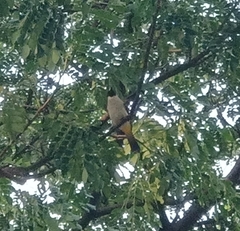 Pycnonotus aurigaster