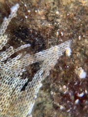 Conopeum tenuissimum