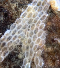 Conopeum tenuissimum