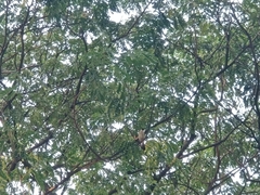 Pycnonotus aurigaster