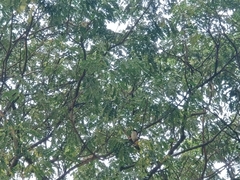 Pycnonotus aurigaster