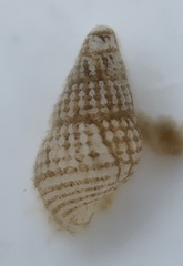 Boonea seminuda