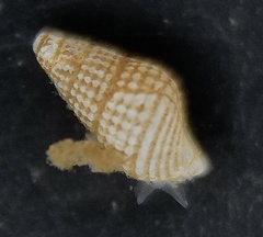 Boonea seminuda