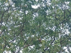 Pycnonotus aurigaster