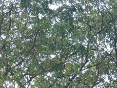 Pycnonotus aurigaster