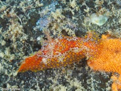 Plocamopherus maderae