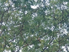 Pycnonotus aurigaster