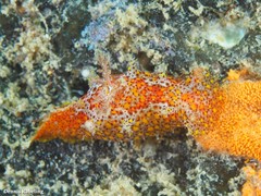 Plocamopherus maderae
