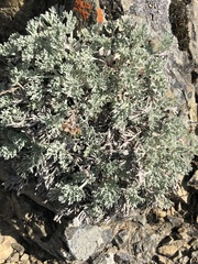 Artemisia furcata