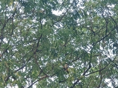 Pycnonotus aurigaster