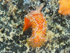 Plocamopherus maderae
