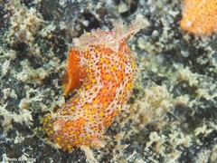 Plocamopherus maderae