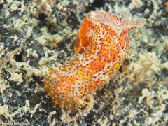 Plocamopherus maderae