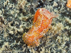 Plocamopherus maderae