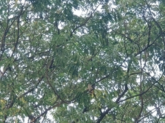 Pycnonotus aurigaster