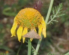 Dolicharthria punctalis